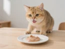 Cat Snacks Cat Strips Whole Box Cat Snacks Tuna Chicken Cat Fattening Pet Snacks Cat Food Cat Food Snack
